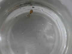Taurulus bubalis