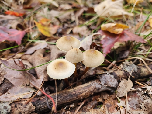 Mycena inclinata