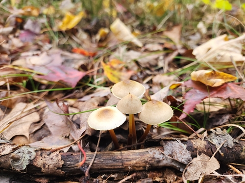 Mycena inclinata (Photo 2 of 4)