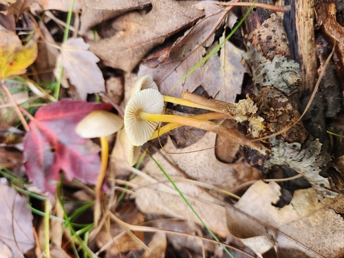 Mycena inclinata (Photo 3 of 4)