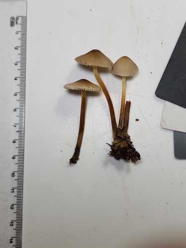 Mycena inclinata (Photo 4 of 4)