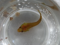 Apletodon dentatus