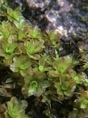 Syntrichia latifolia