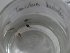 Taurulus bubalis