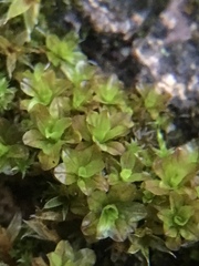 Syntrichia latifolia