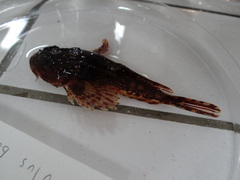 Taurulus bubalis