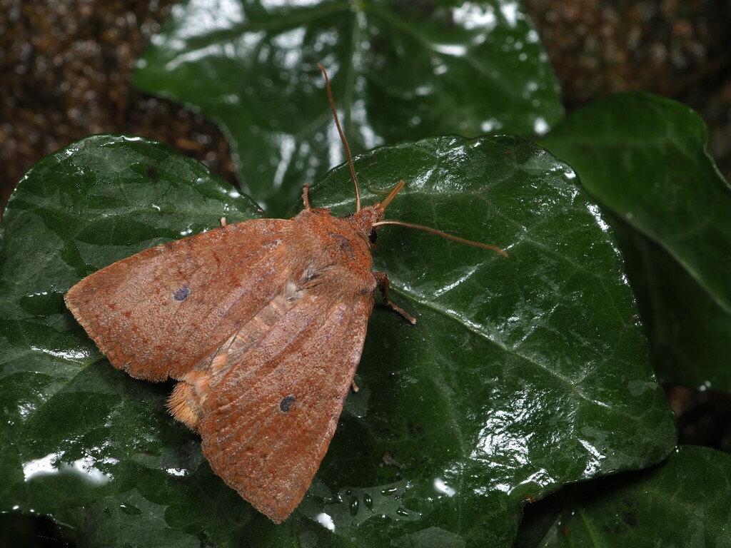 Conistra ardescens