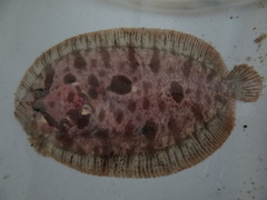 Zeugopterus punctatus