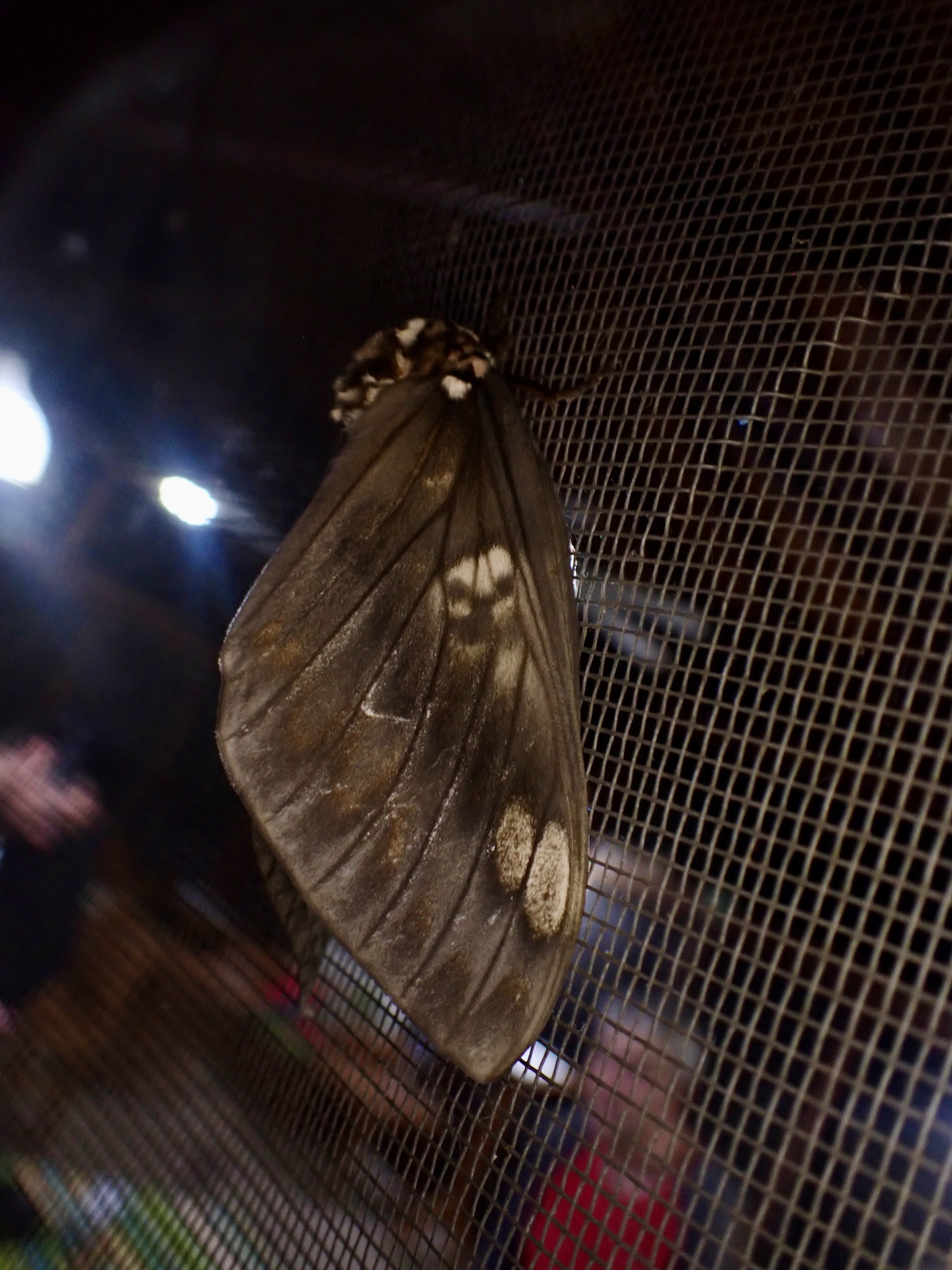 Saturniidae image