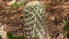 Coryphantha compacta