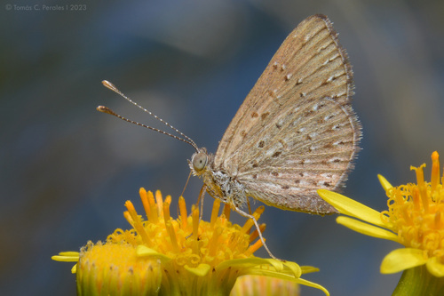 Zabuella tenellus