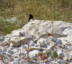 Oenanthe leucura