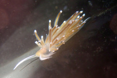 Sakuraeolis enosimensis image