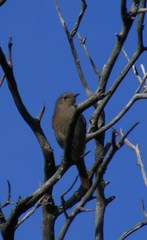 Phoenicurus ochruros