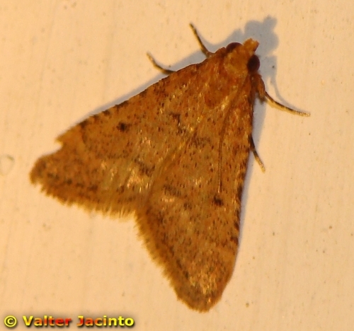 Bostra obsoletalis