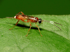 Diapetimorpha