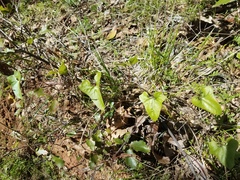Calystegia occidentalis occidentalis