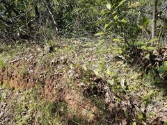 Calystegia occidentalis occidentalis