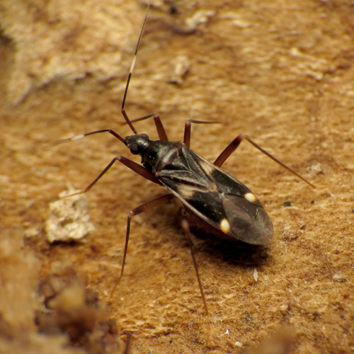 Fulvius imbecilis (Say, 1832)