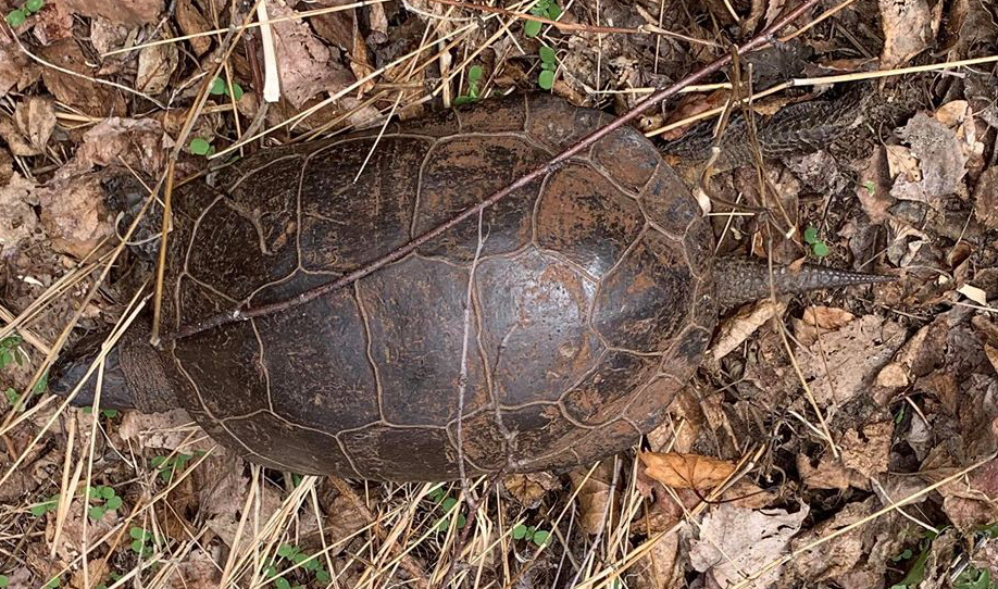 Blanding's Turtle in May 2020 by Dawn Sherman · iNaturalist