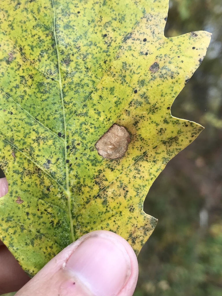 Phyllonorycter diaphanella