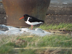 Haematopus ostralegus