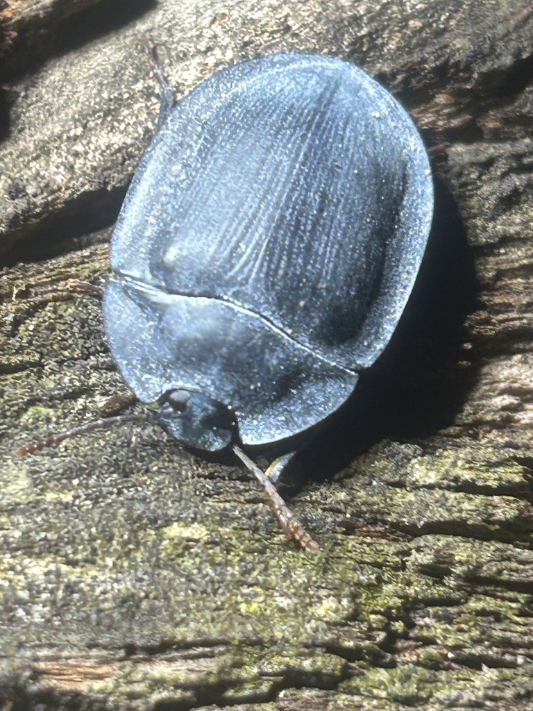 blue piedish beetles from Iredale, QLD, AU on October 21, 2023 at 09
