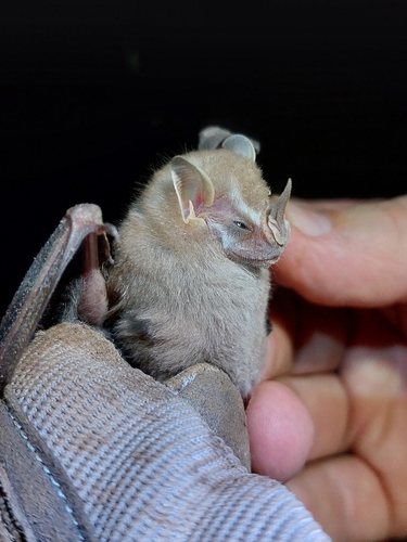 Northern Little Yellow-eared Bat