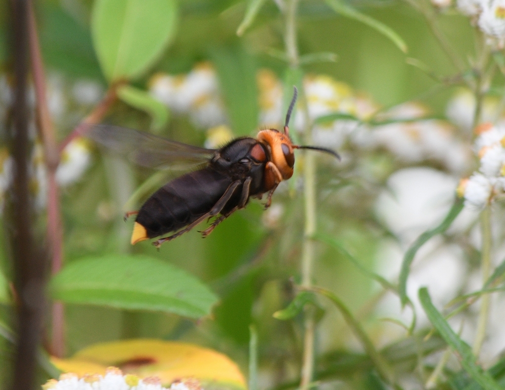 Vespa fumida