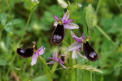 Ophrys bertolonii bertolonii