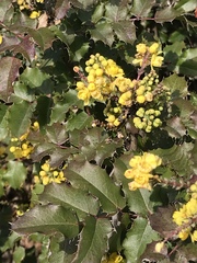 Berberis pinnata