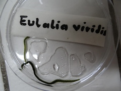 Eulalia clavigera