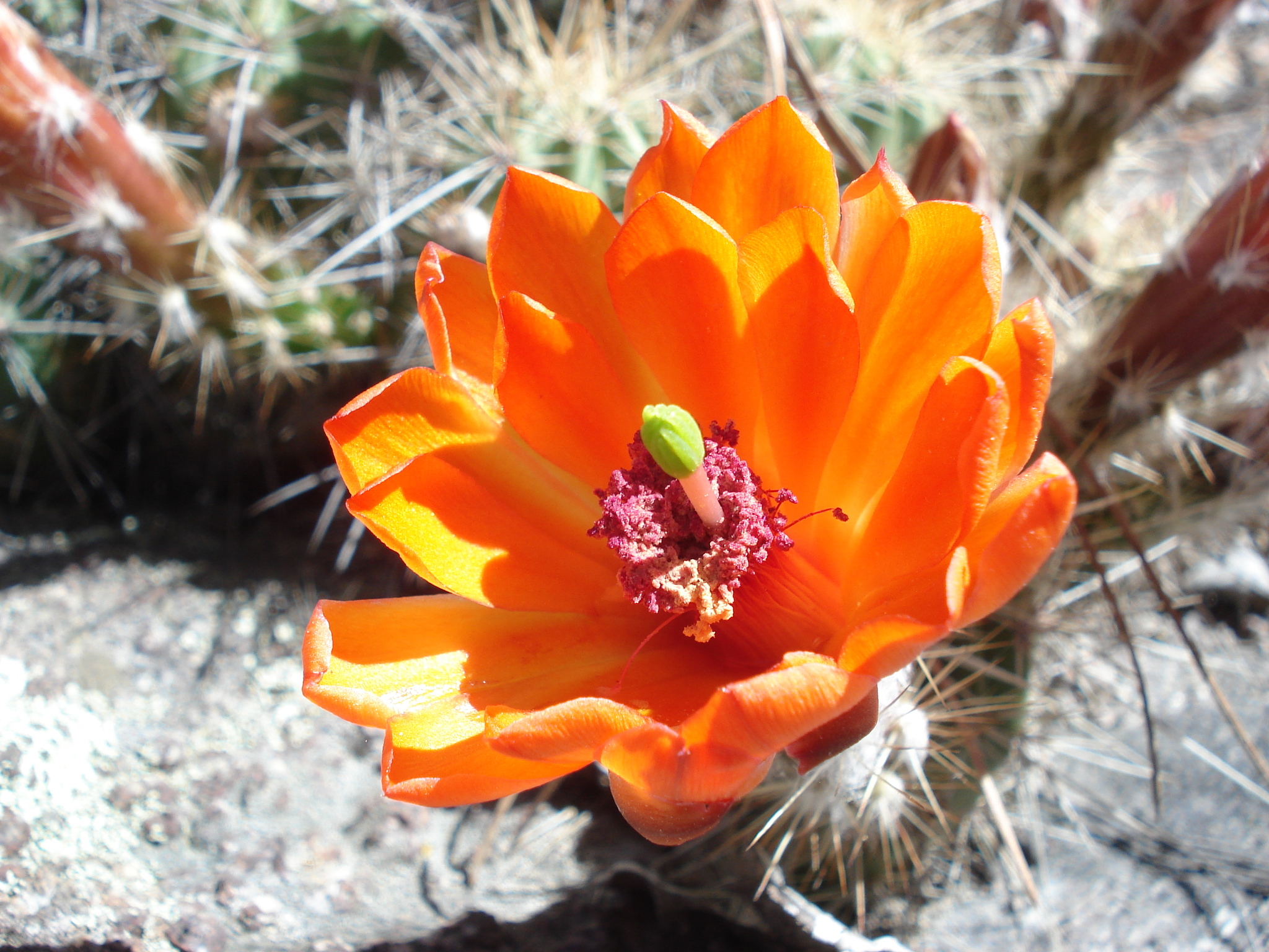 Echinocereus salm-dyckianus