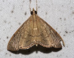 Hyalobathra crenulata