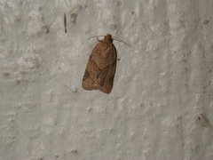 Clepsis peritana