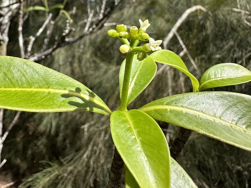 Psychotria mariniana observed 2023-10-21