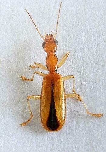Leptotrachelus depressus