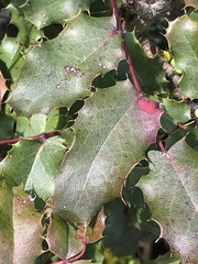 Berberis pinnata