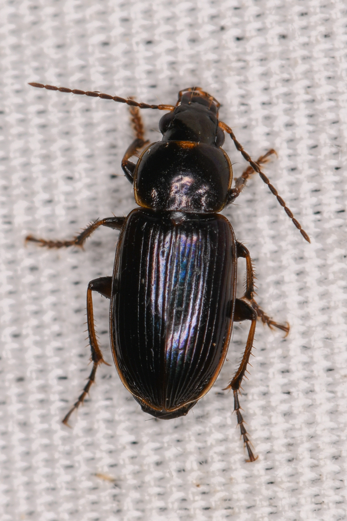 Truckee Harp Ground Beetle