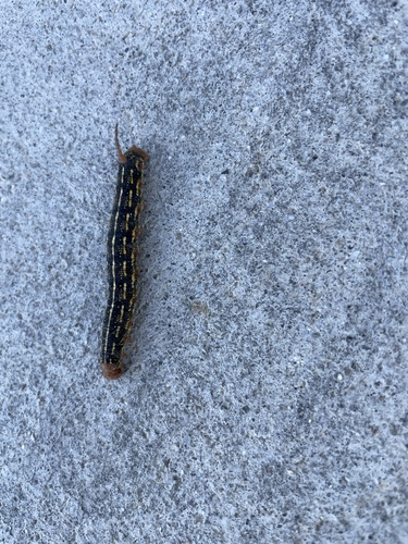 iNaturalist observation photo of White-lined Sphinx