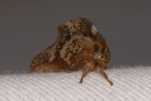 Telamonanthe rileyi