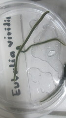 Eulalia clavigera
