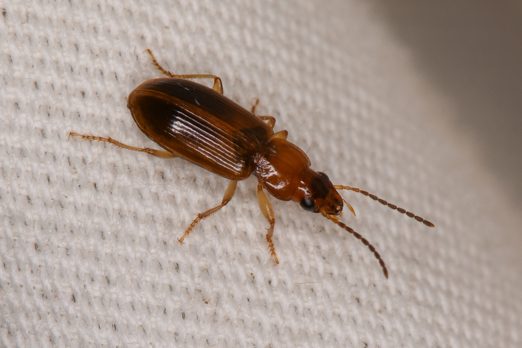 Bradycellus rivalis