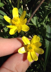 Ranunculus fascicularis