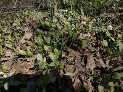 Erythronium multiscapideum