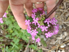 Glandularia polyantha