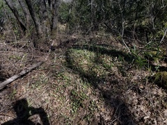 Erythronium multiscapideum