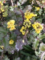 Berberis pinnata