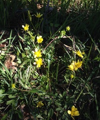 Ranunculus fascicularis