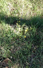 Ranunculus fascicularis